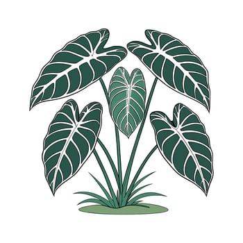 Elegant Alocasia Plant on White vector