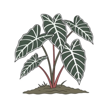 Stylish Alocasia Polly on White vector