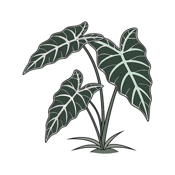 Elegant Alocasia Polly on White vector
