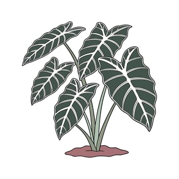 Vibrant Alocasia Polly Display vector