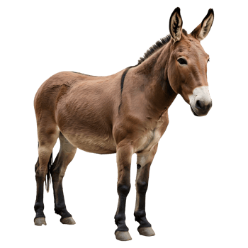 Gentle Brown Donkey Stands Alone Isolated png
