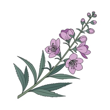 Charming Angelonia on Bright White vector