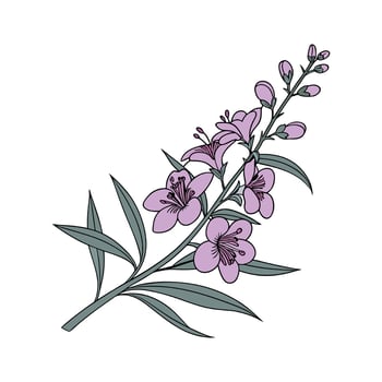 Elegant Angelonia on White vector