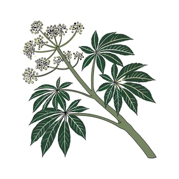 Vibrant Aralia on White Surface vector