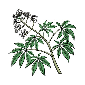 Elegant Aralia on White vector