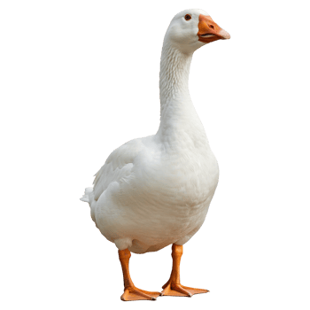 Majestic White Goose Stands Proudly png