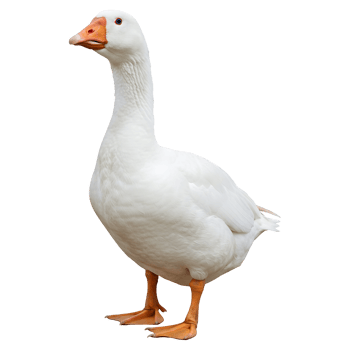 Majestic White Goose Stands Proudly Alone png