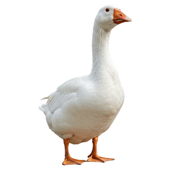 Majestic White Goose Standing Proudly png