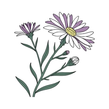 Elegant Aster on White vector