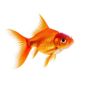 Vibrant goldfish, goldfish carassius auratus isolated on transparent background png