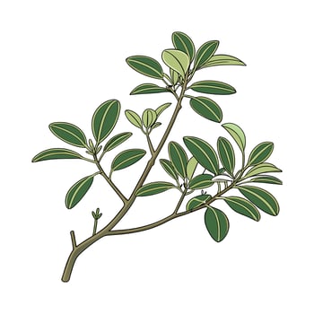 Stylish Baby Rubber Plant on White Canvas vector
