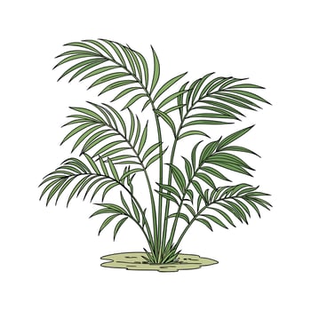 Charming Bamboo Palm Botanical Illustration vector