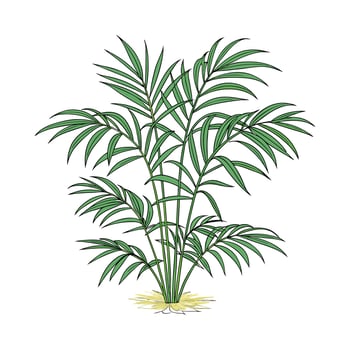 Stylish Bamboo Palm Seifrizii on White Canvas vector