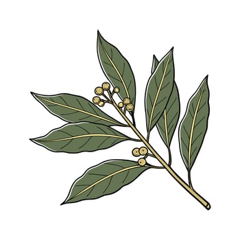 Elegant Bay Laurel Plant Illustration Design vector