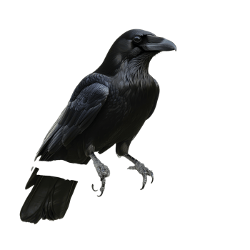 A raven perched on a branch in a natural setting, showcasing its glossy black feathers and keen expression, raven sitting on a branch, file of isolated object on transparent background png