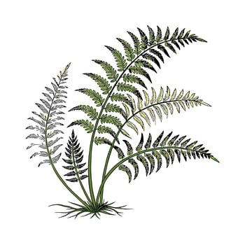 Stylish Boston Fern Botanical Illustration vector