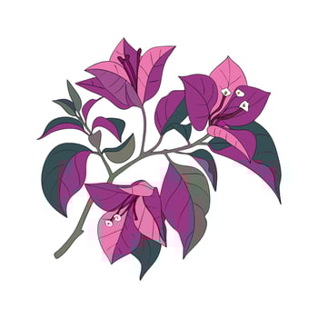 Vibrant Bougainvillea Display on White vector