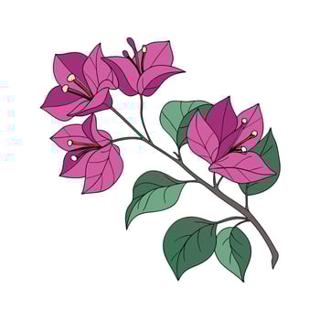 Elegant Bougainvillea on White Canvas vector