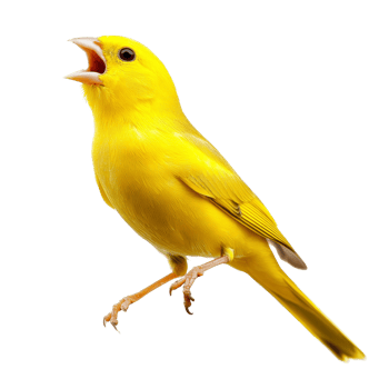 A vibrant canary bird singing joyfully on a branch against a transparent background, canary bird singing on branch, isolated transparent background png