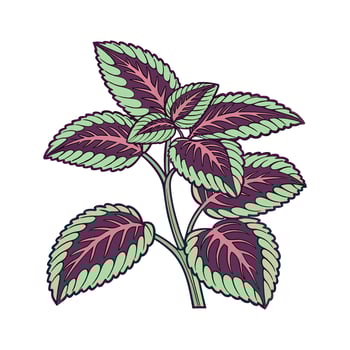 Distinctive Calathea Plant Illustration for Interiors vector