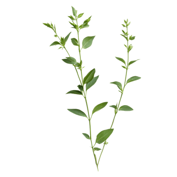 Andrographis paniculata plant with lush green leaves against a transparent background, Andrographis paniculata plant on transparent background png