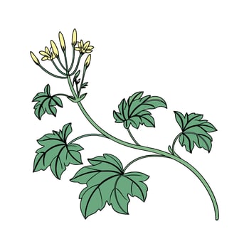 Distinctive Senecio Plant Unique Illustration vector
