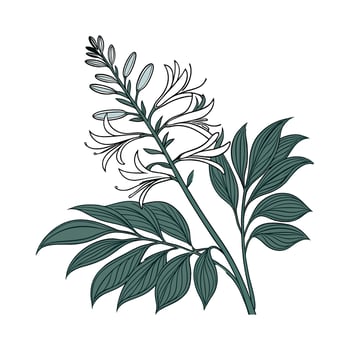 Elegant Aspidistra Elatior Artwork for Decor vector