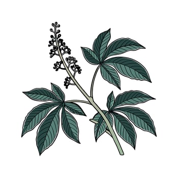 Unique Cast Iron Plant Illustration Design vector