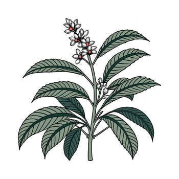 Stylish Cast Iron Plant Unique Illustration vector