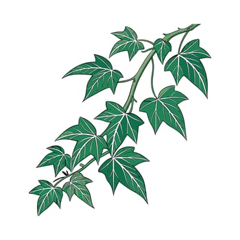 Stylish Chinese Evergreen Plant Illustration vector