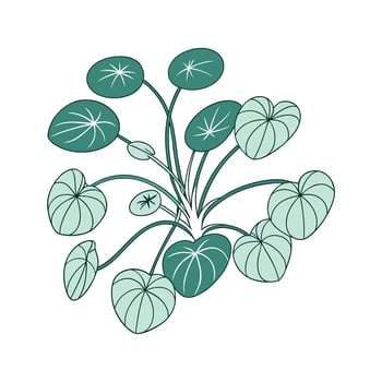 Elegant Chinese Money Plant Design for Beautiful Spaces vector