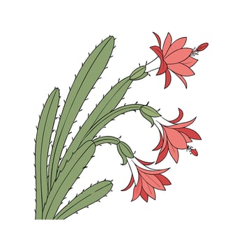 Elegant Christmas Cactus Plant Design for Decor vector