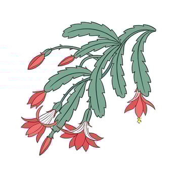 Vibrant Christmas Cactus Plant Design for Interiors vector