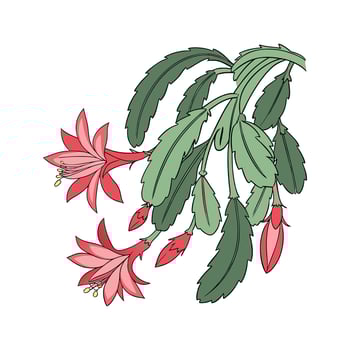 Beautiful Christmas Cactus Unique Design vector
