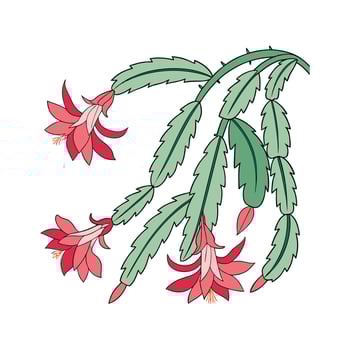 Distinctive Christmas Cactus Artwork for Home vector