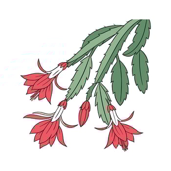 Charming Schlumbergera Christmas Cactus Illustration vector