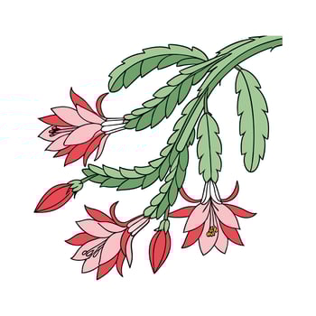 Vibrant Schlumbergera Christmas Cactus Design vector