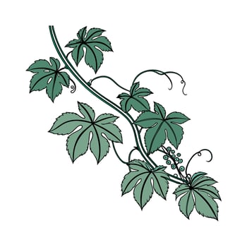 Charming Cissus Plant Illustration for Decor vector