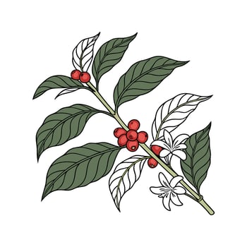 Distinctive Coffea Plant Artwork for Home vector