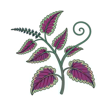 Solenostemon Corkscrew Plant Design on White vector