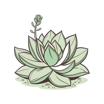 Elegant Crassula Plant Design for Beautiful Spaces vector