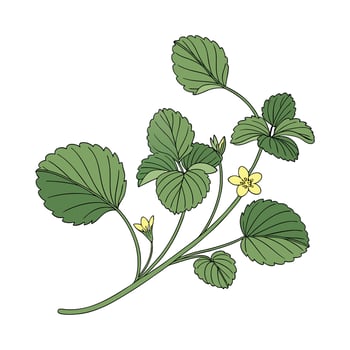 Charming Creeping Jenny Illustration for Decor vector