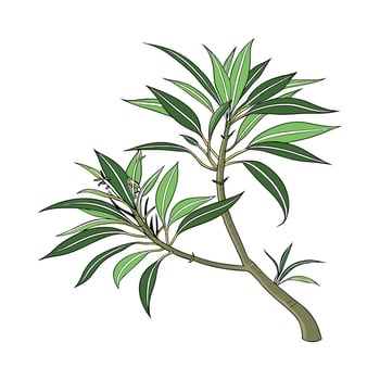 Beautiful Dracaena Sanderiana on White vector