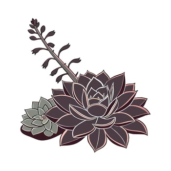Distinctive Echeveria Black Knight Unique Design vector