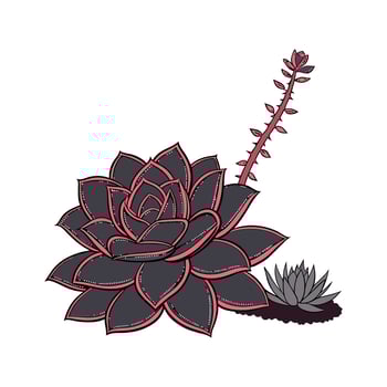 Vibrant Echeveria Black Knight on White vector