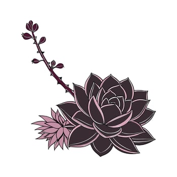 Lively Echeveria Black Knight on White vector