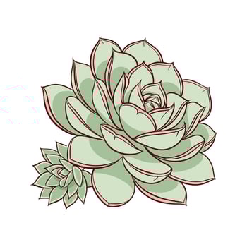 Beautiful Echeveria Elegans on White vector
