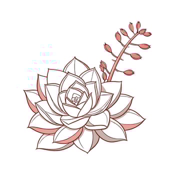 Vibrant Echeveria Lola Display vector