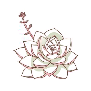 Beautiful Echeveria Lola on Clean White vector