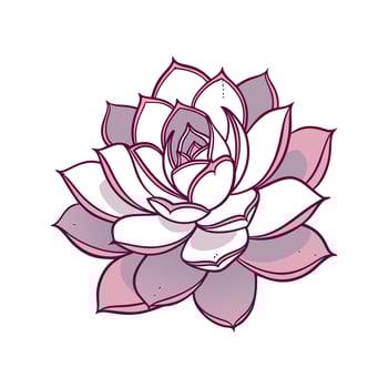 Elegant Echeveria Lola on White vector